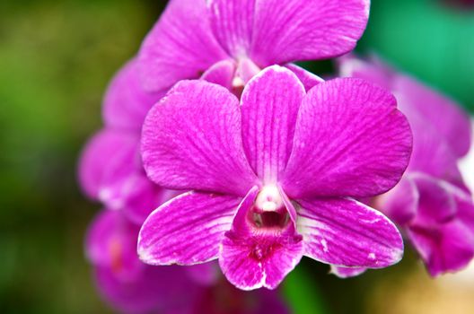 Beautiful purple orchid