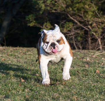 english bulldog running in the grass