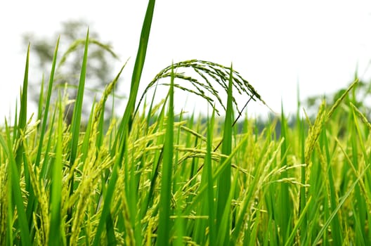 Rice crop ready for harvest