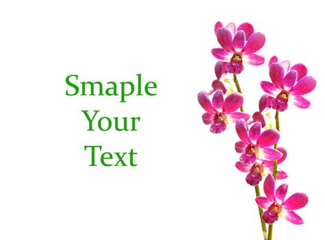 Pink streaked orchid flower, isolated