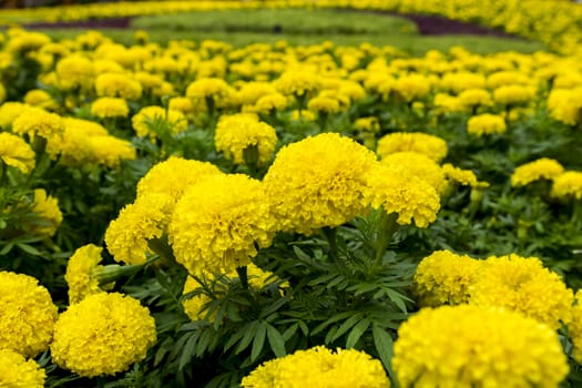 Tagetes erecta (African Marigold) Field in Nong Nooch Garden, Thailand.