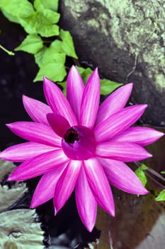 Pink Lotus. Nong Nooch Garden, Pattaya, Thailand.