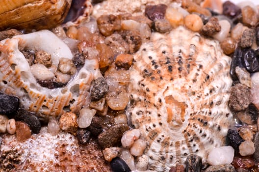 Texture Background of different colored sea shells