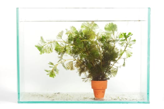 Green Aquarium Plant (Hydrilla)