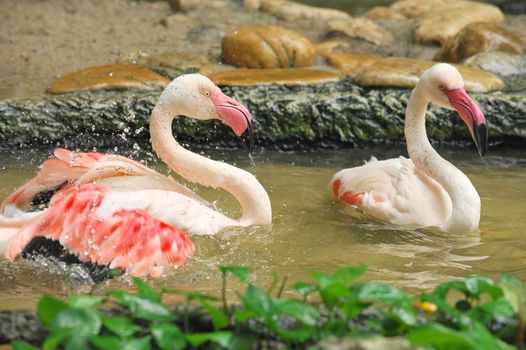 Group of white flamingos in the park by morning.