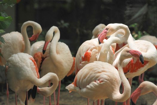 Group of white flamingos in the park by morning.