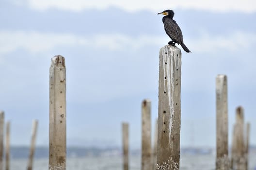 Great Cormorant resting after fishing, Samutsakorn,Thailand.