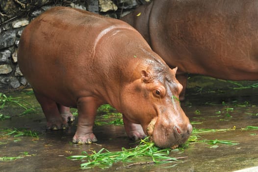 The Shot of Hippopotamus eating on the ground taken in the zoo.