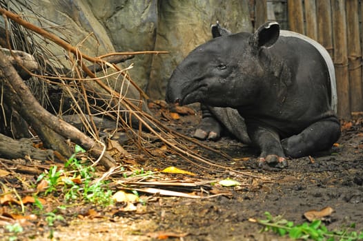 malayan tapir (tapirus indicus)