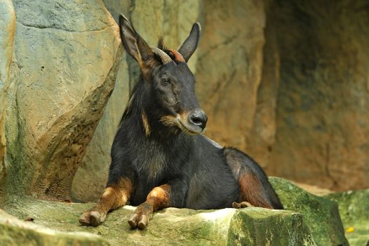 The Serow is similar to a goat with a short body and long legs.