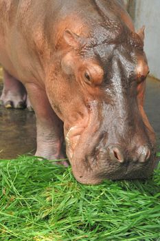 The Shot of Hippopotamus eating on the ground taken in the zoo.