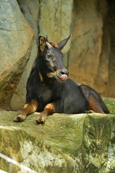 The Serow is similar to a goat with a short body and long legs.