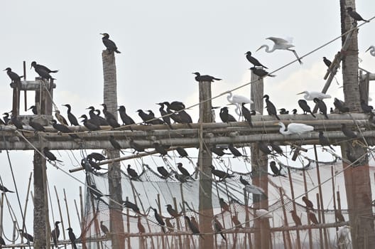 Great Cormorant resting after fishing