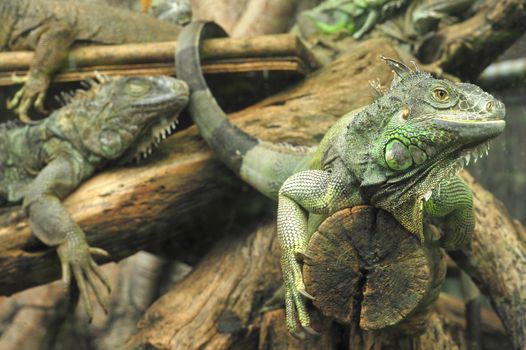 Green Iguana