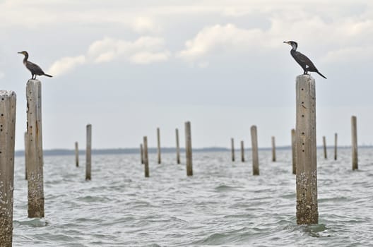 Great Cormorant resting after fishing