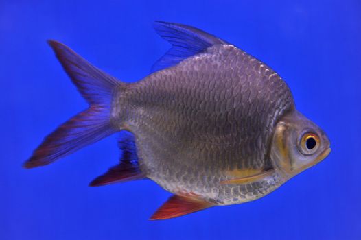 barb in aquarium