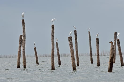 The flog of Great Egret, inner gulf of Thai.Thailand