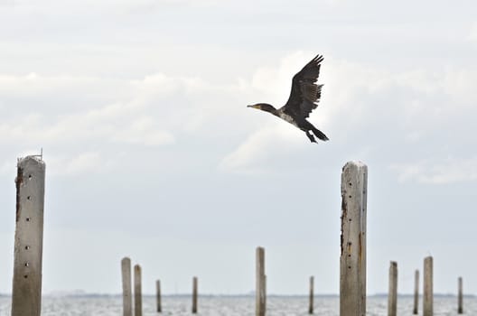 Great Cormorant resting after fishing