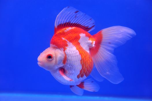 Goldfish in a glass cabinet