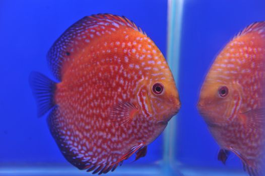 Red Stripe Pigeon Blood Discus