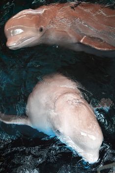 The dolphin looks out of water with an open mouth