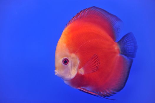 discus in an aquarium on a blue background