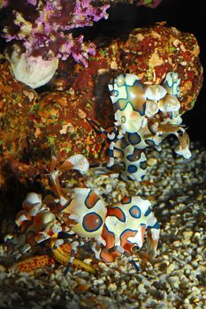 Harlequin shrimp