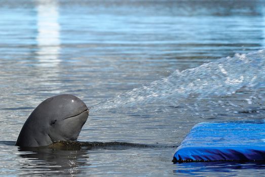 Dolphin show in the park