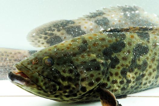 Grouper in aquarium.