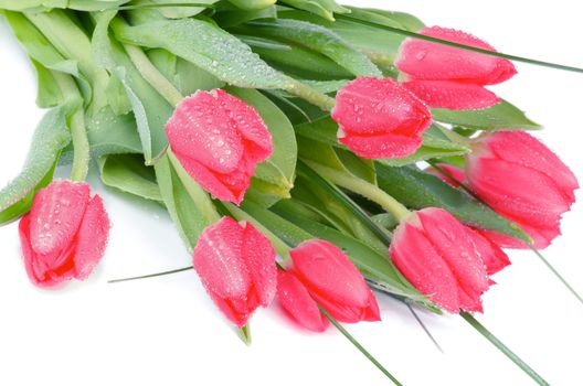 Bunch of Beauty Magenta Tulips with Green Grass and Water Drops isolated on white background