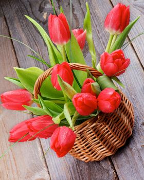 Bouquet of Spring Tulips with Water Drops and Green Grass in Wicker Basket closeup on Wooden background
