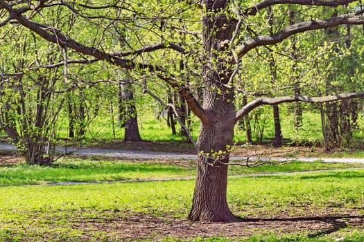 Moscow Park Sokolniki