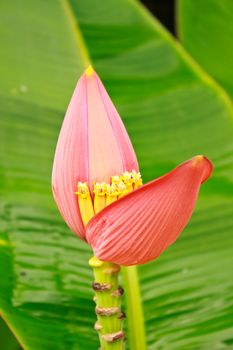 Banana Ornamental, flower of banana