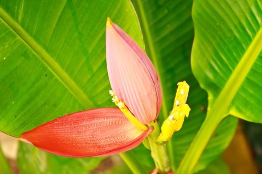 Banana Ornamental, flower of banana