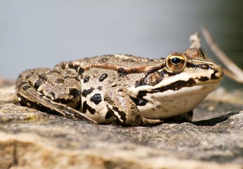 little pond frog relax on the wall