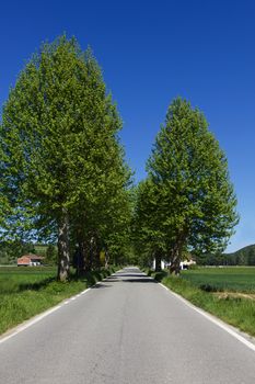 Asphalt road in the countryside on a sunny day