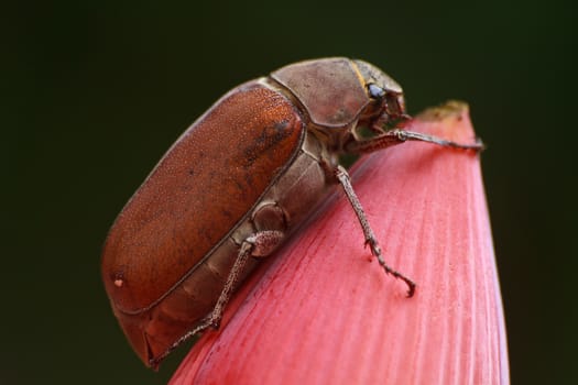 Insect,Leaf beetle on a flower
