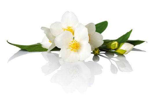 Jasmine flowers on white background. Macro shot