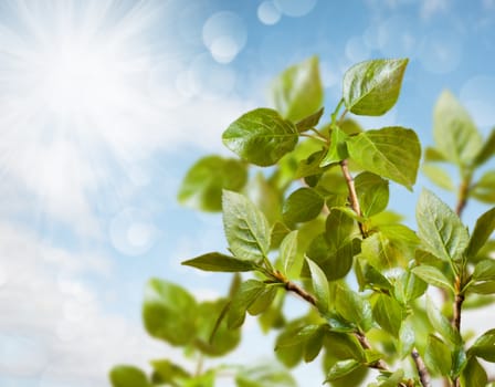 green leaves of the trees on the blue sky background