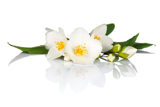 Jasmine flowers with green leaves on white background. Macro shot