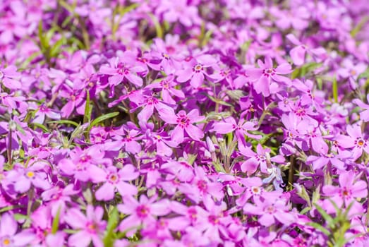 Colorful background bright purple flowers in the garden