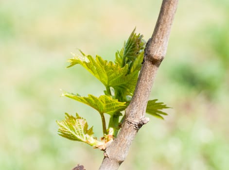 Summer or spring season background with vine leaves in the vineyard