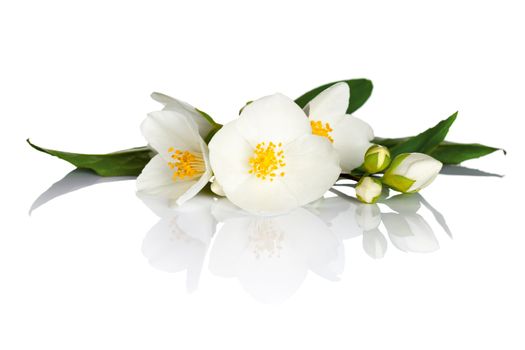 Jasmine flowers with green leaves on white background. Macro shot