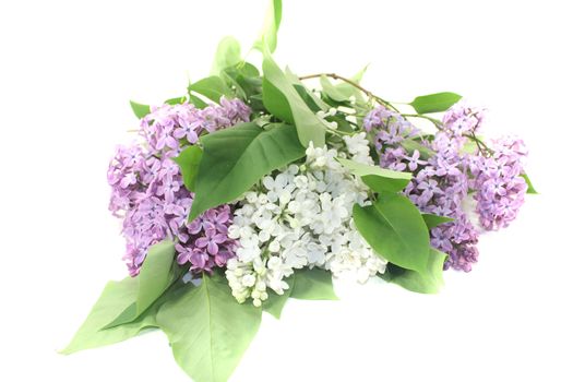 a bouquet of lilac blossoms on a light background