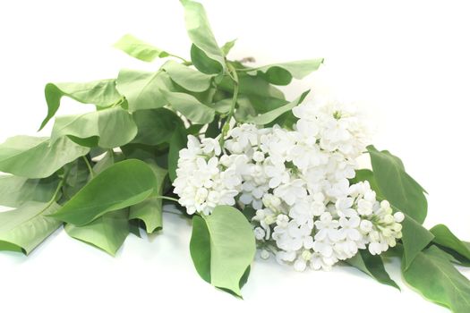 a bouquet of white lilac blossoms on a light background