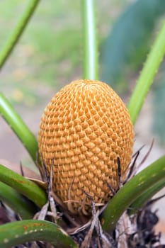 Fruit Of Palm Tree in Nong Nooch Garden, Thailand.