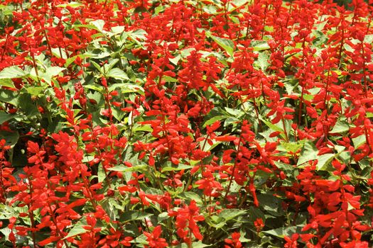 small red flowers in the garden ,shallow focus