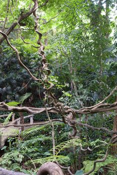 bunch of mountain vine in natural tropical rain forest,Chiangrai,Thailand
