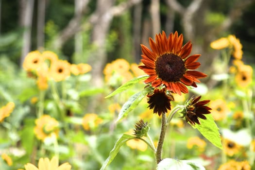 one type of another sun flower that contain brown color,shallow focus