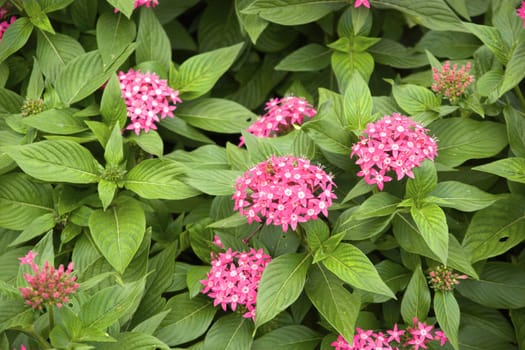 group of small pink flower in the garden,shallow focus